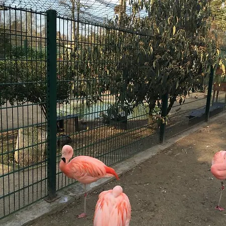 Emeline Oda ve Kahvaltı